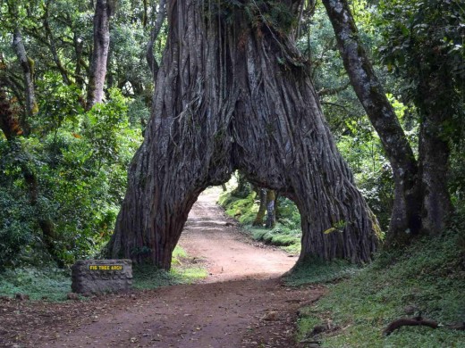 Arusha National Park