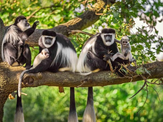 colobus-aap-1