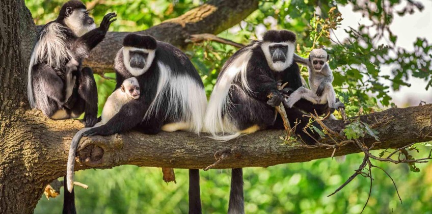 colobus-aap-1