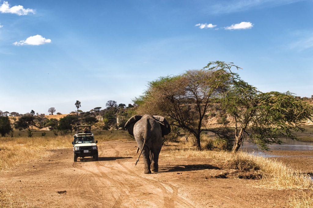 tanzania serengeti national park safari game drive olifant