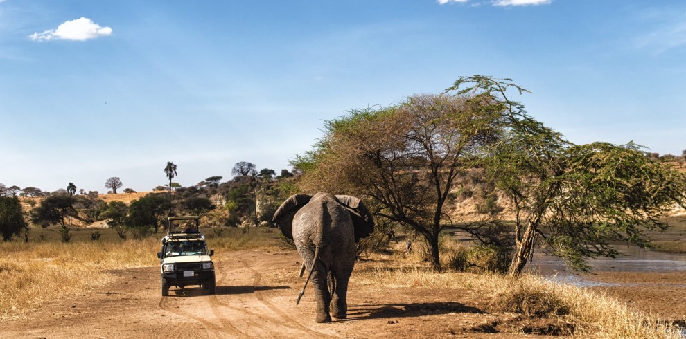 tanzania-serengeti-national-park-safari-game-drive-olifant