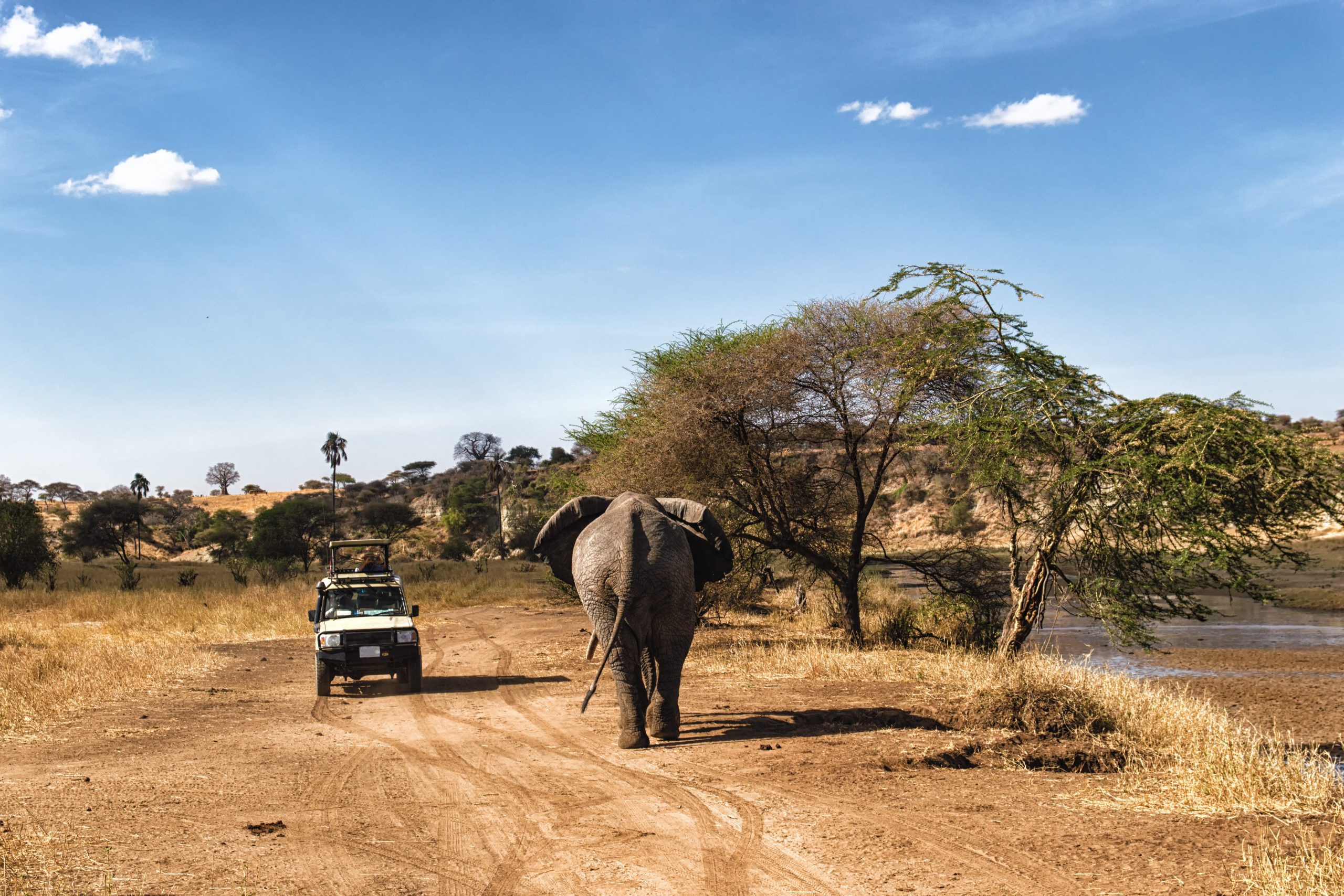 tanzania-serengeti-national-park-safari-game-drive-olifant