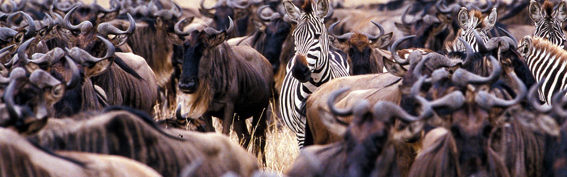 zebra and wildebeest in east africa