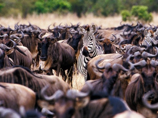 Serengeti National Park