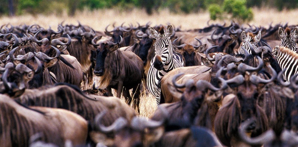 zebra and wildebeest in east africa