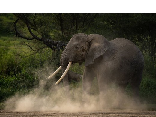 Tarangire National Park