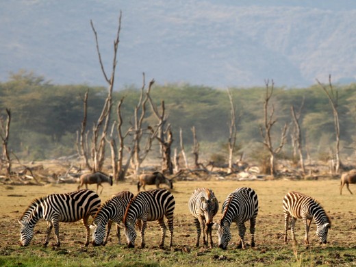 Lake_Manyara_Wildlife