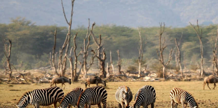 Lake_Manyara_Wildlife