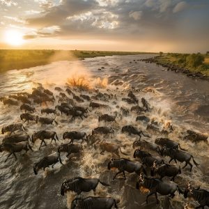 Wildebeest migration crossing a river during the Great Migration in the Serengeti.